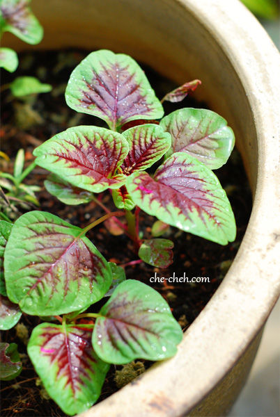 Red Spinach Plant
